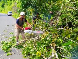 Pohon Tumbang di Jalan Poros Salakan – Kautu di Akibatkan Hujan Lebat Disertai Angin Kencang